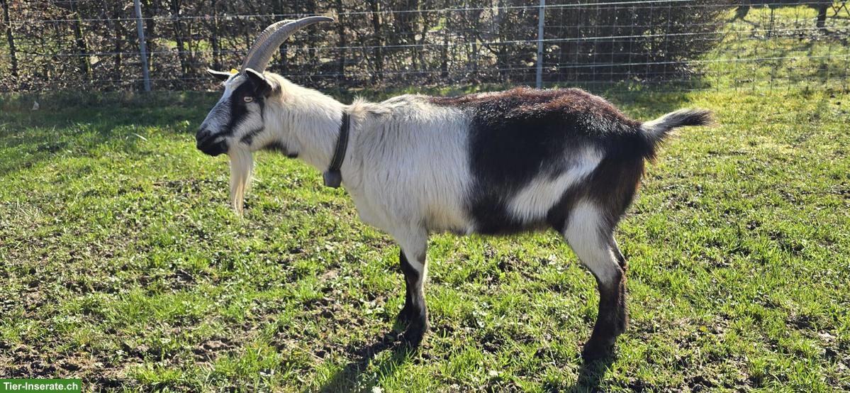 Pfauenziege weiblich, halfterführig