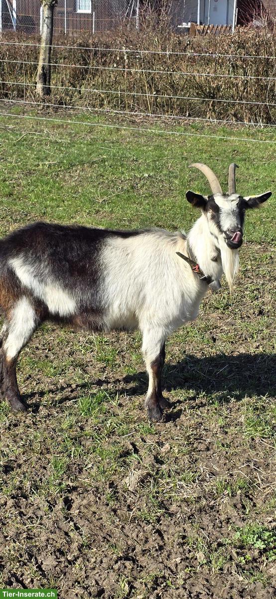 Bild 2: Pfauenziege weiblich, halfterführig