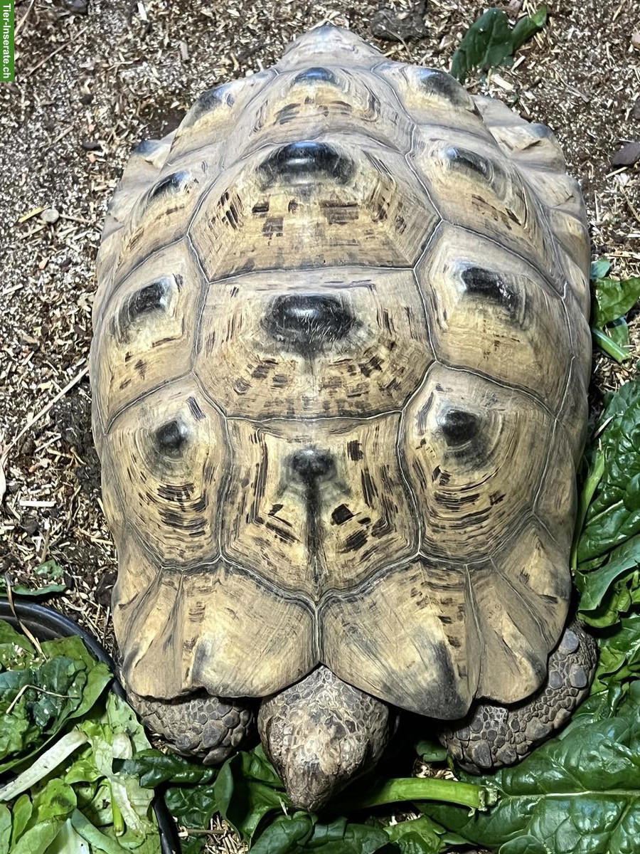 2.1 Panterschildkröten zu verkaufen
