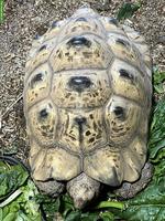 2.1 Panterschildkröten zu verkaufen