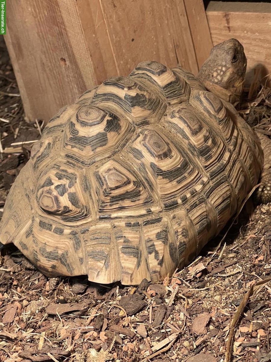 Bild 2: 2.1 Panterschildkröten zu verkaufen
