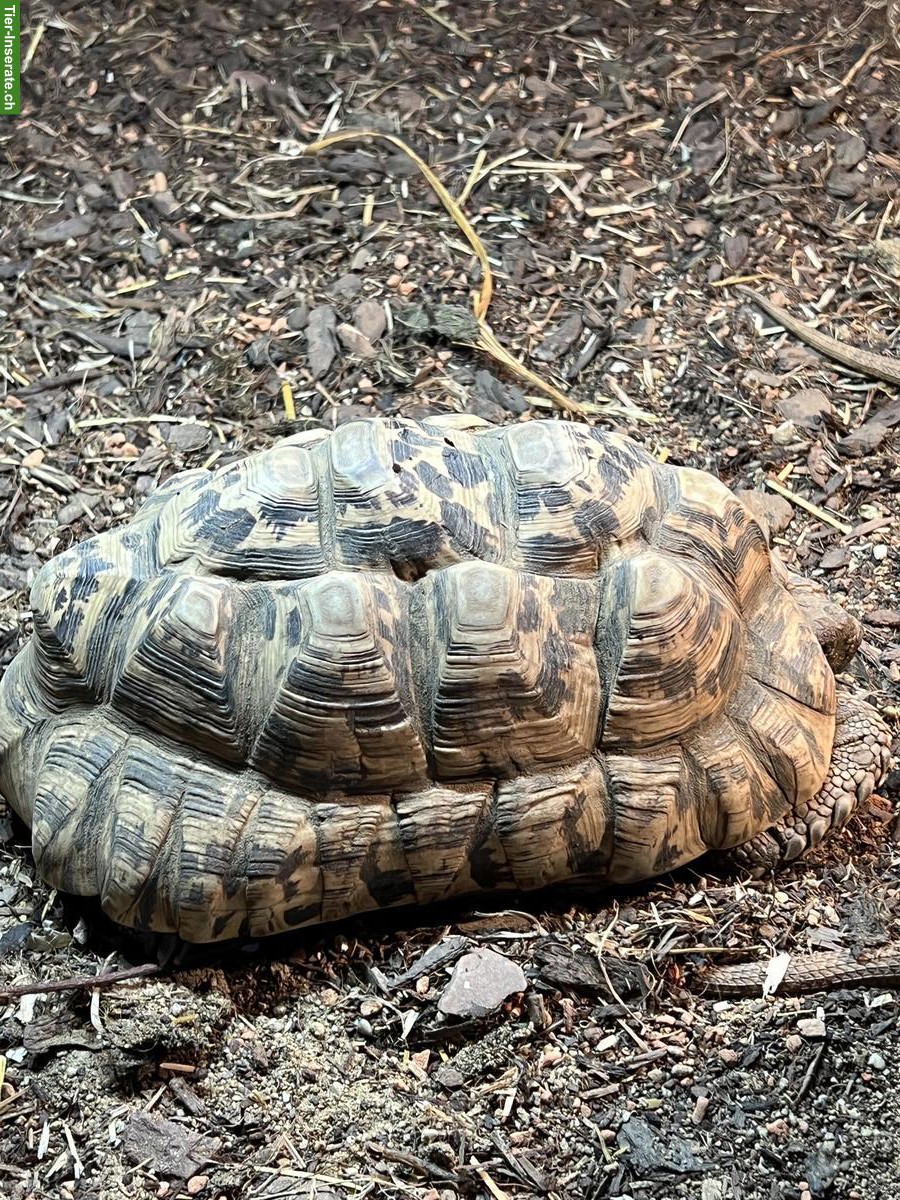 Bild 3: 2.1 Panterschildkröten zu verkaufen