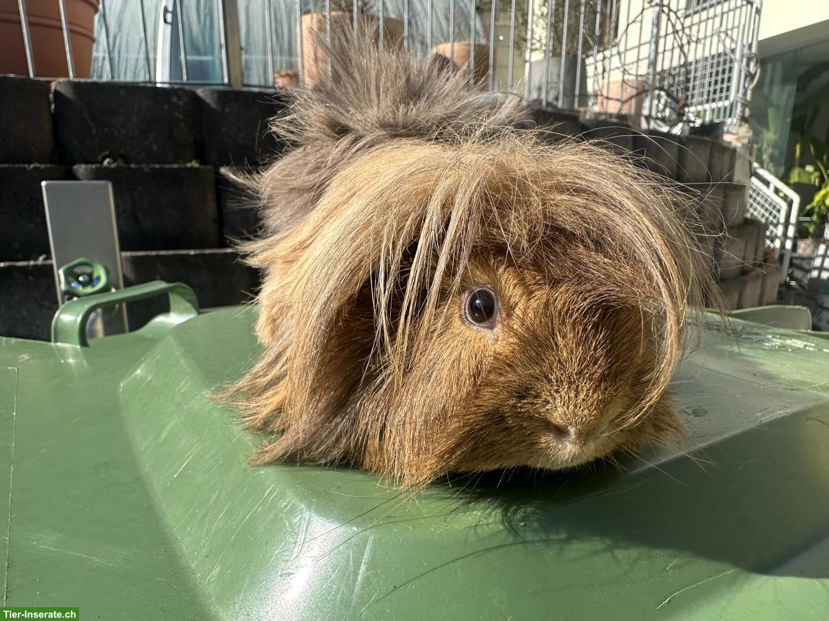 2 Meerschweinchen Böcke, Teddy und Langhaar