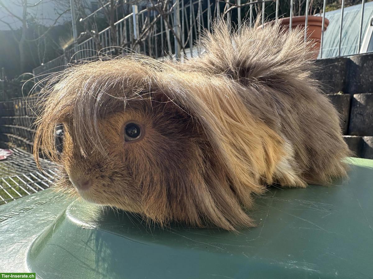 Bild 2: 2 Meerschweinchen Böcke, Teddy und Langhaar