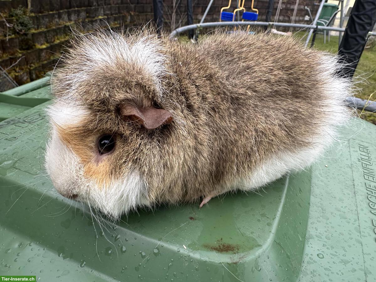Bild 3: 2 Meerschweinchen Böcke, Teddy und Langhaar
