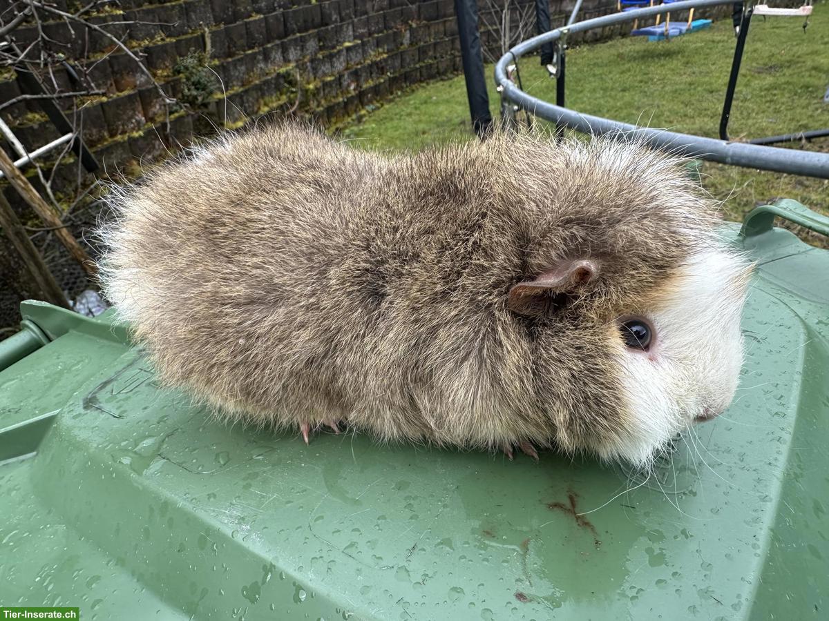 Bild 4: 2 Meerschweinchen Böcke, Teddy und Langhaar
