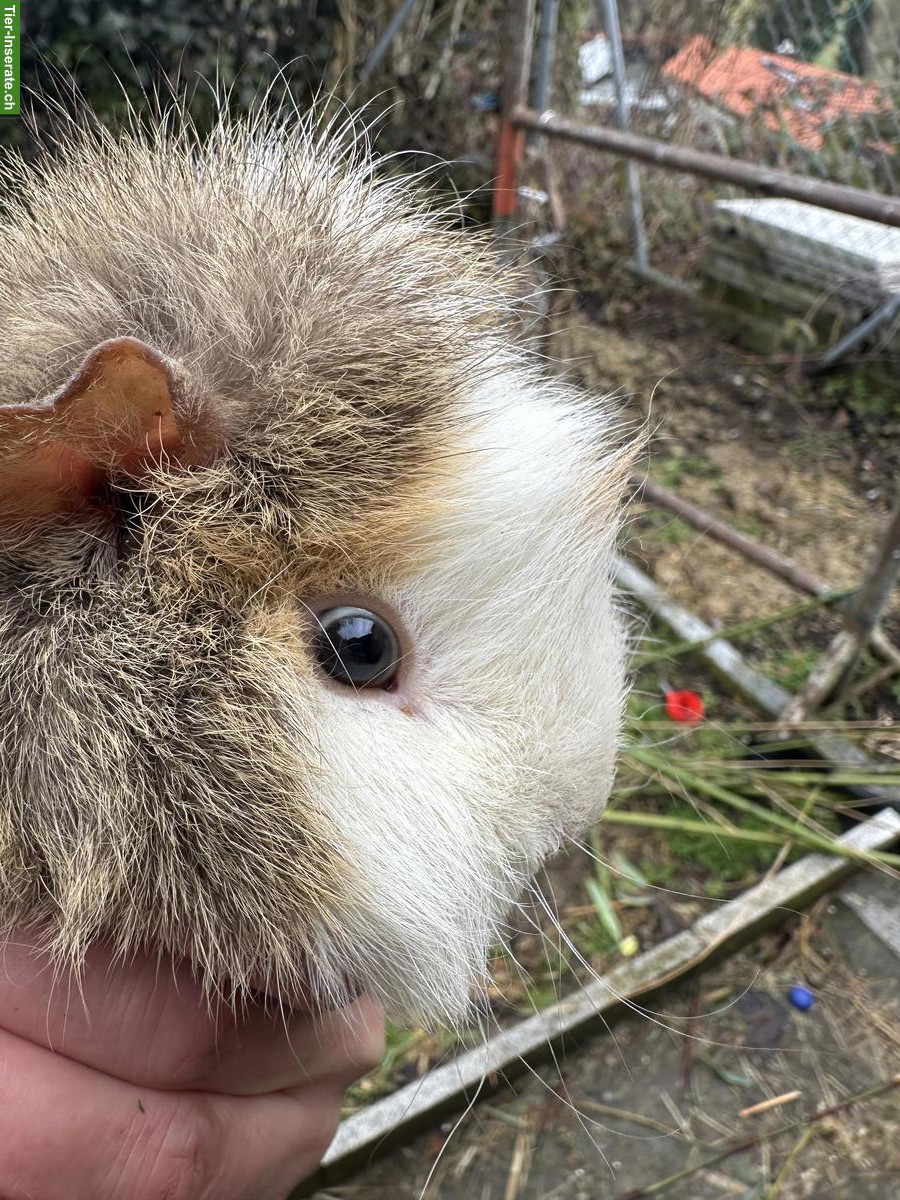 Bild 5: 2 Meerschweinchen Böcke, Teddy und Langhaar