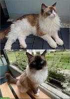 Ragdoll Geschwisterpaar sucht neues Zuhause