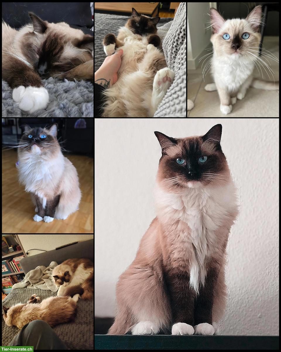 Bild 2: Ragdoll Geschwisterpaar 2-jährig, sucht neues Zuhause