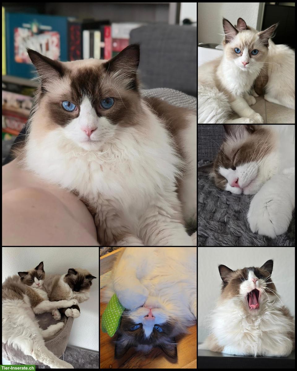 Bild 3: Ragdoll Geschwisterpaar 2-jährig, sucht neues Zuhause