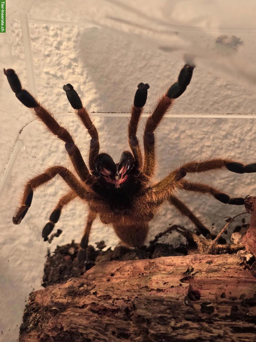 9 Vogelspinnen suchen dringend eine neues Zuhause