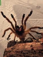 9 Vogelspinnen suchen dringend eine neues Zuhause