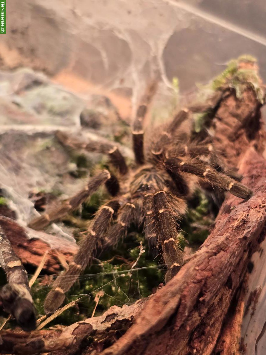 Bild 2: 9 Vogelspinnen suchen dringend eine neues Zuhause