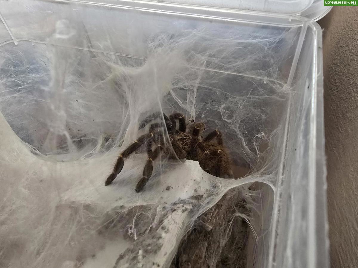 Bild 4: 9 Vogelspinnen suchen dringend eine neues Zuhause