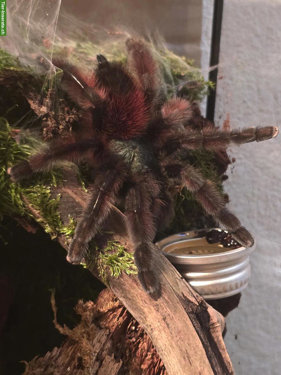 Bild 5: 9 Vogelspinnen suchen dringend eine neues Zuhause