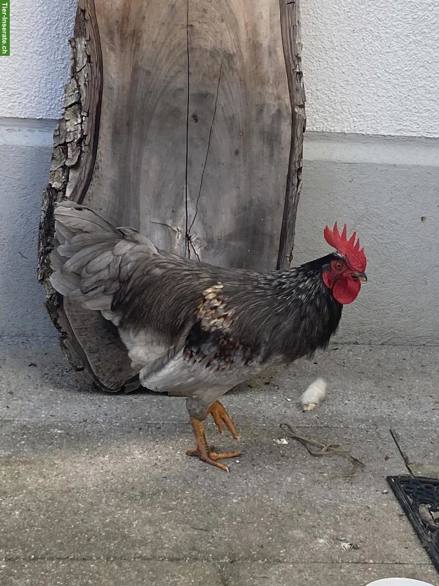 Hübscher Hahn, Silverudds Blå x Bayerischer Landzwerg