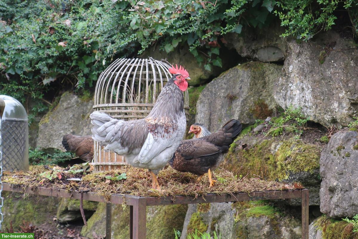 Bild 2: Hübscher Hahn, Silverudds Blå x Bayerischer Landzwerg