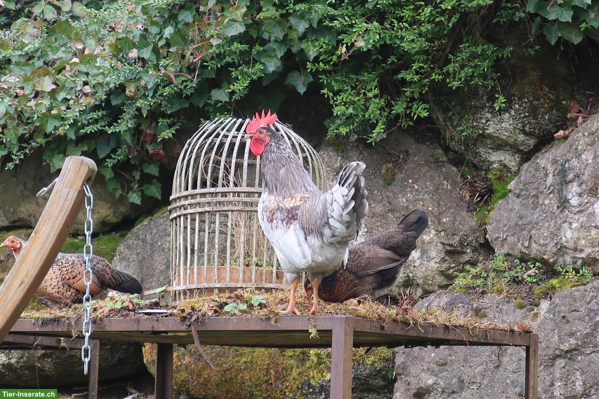 Bild 3: Hübscher Hahn, Silverudds Blå x Bayerischer Landzwerg