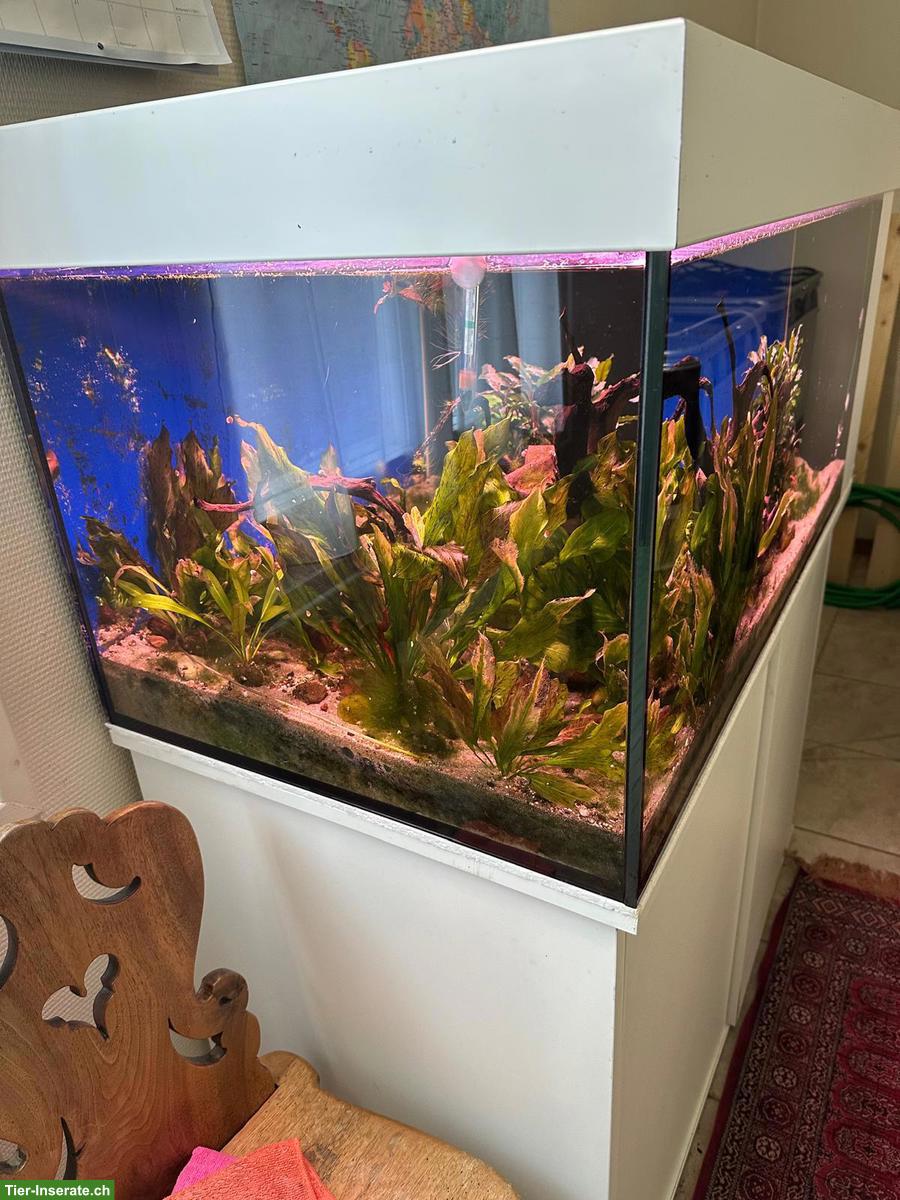 Bild 2: Schönes Aquarium mit Zubehör zu verkaufen
