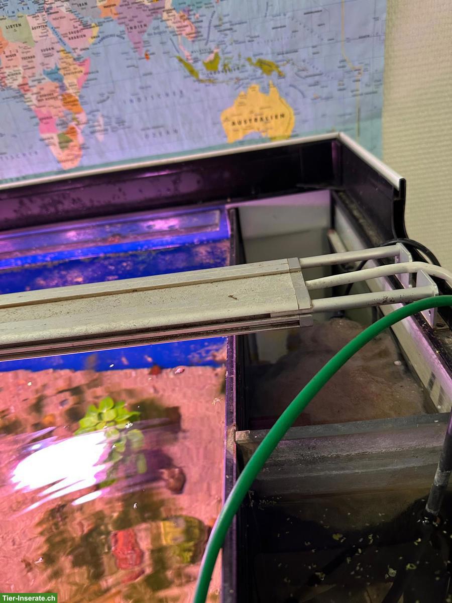 Bild 3: Schönes Aquarium mit Zubehör zu verkaufen