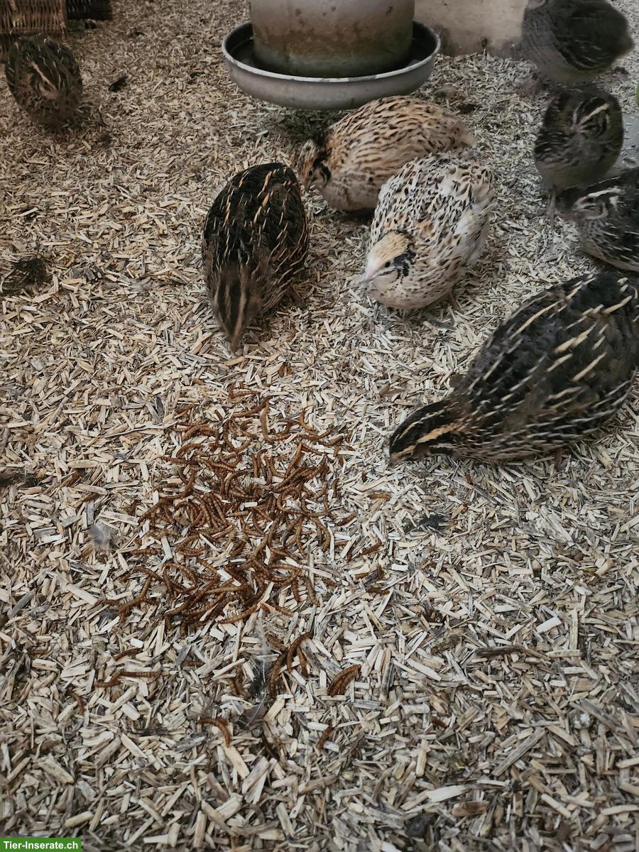 Japanische Legewachteln zu verkaufen