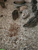 Japanische Legewachteln zu verkaufen