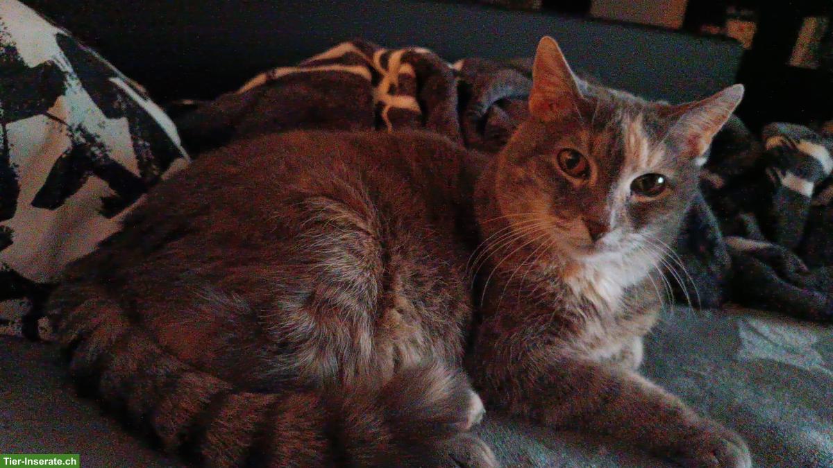 Bild 2: Tierbetreuung, ruhig und erfahren, auch für sensible Tiere