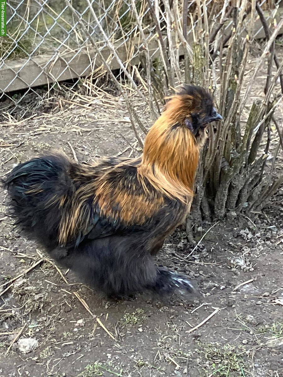 Wunderschöner junger Seidenhahn