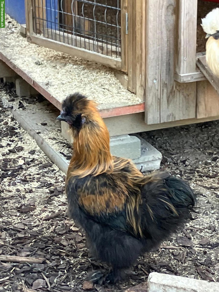 Bild 2: Wunderschöner junger Seidenhahn