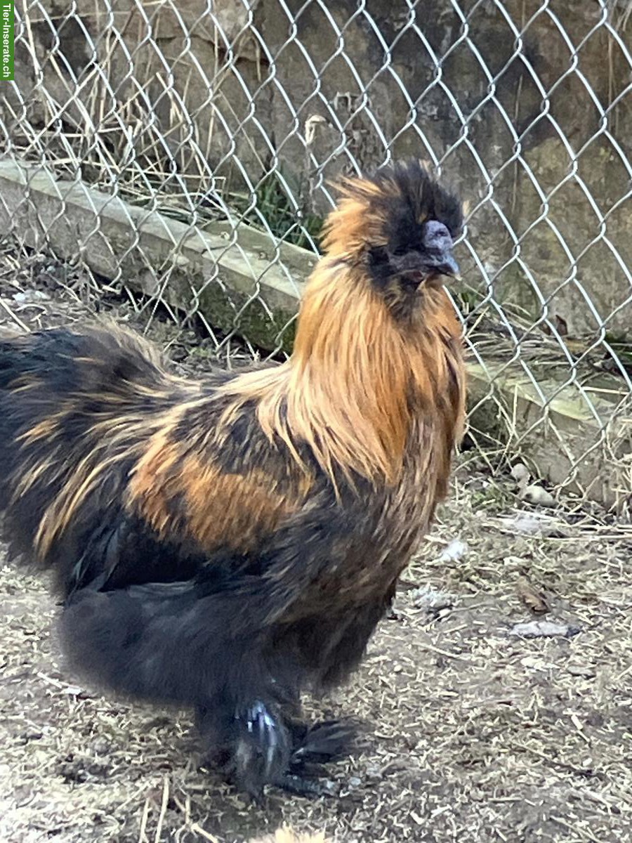 Bild 3: Wunderschöner junger Seidenhahn