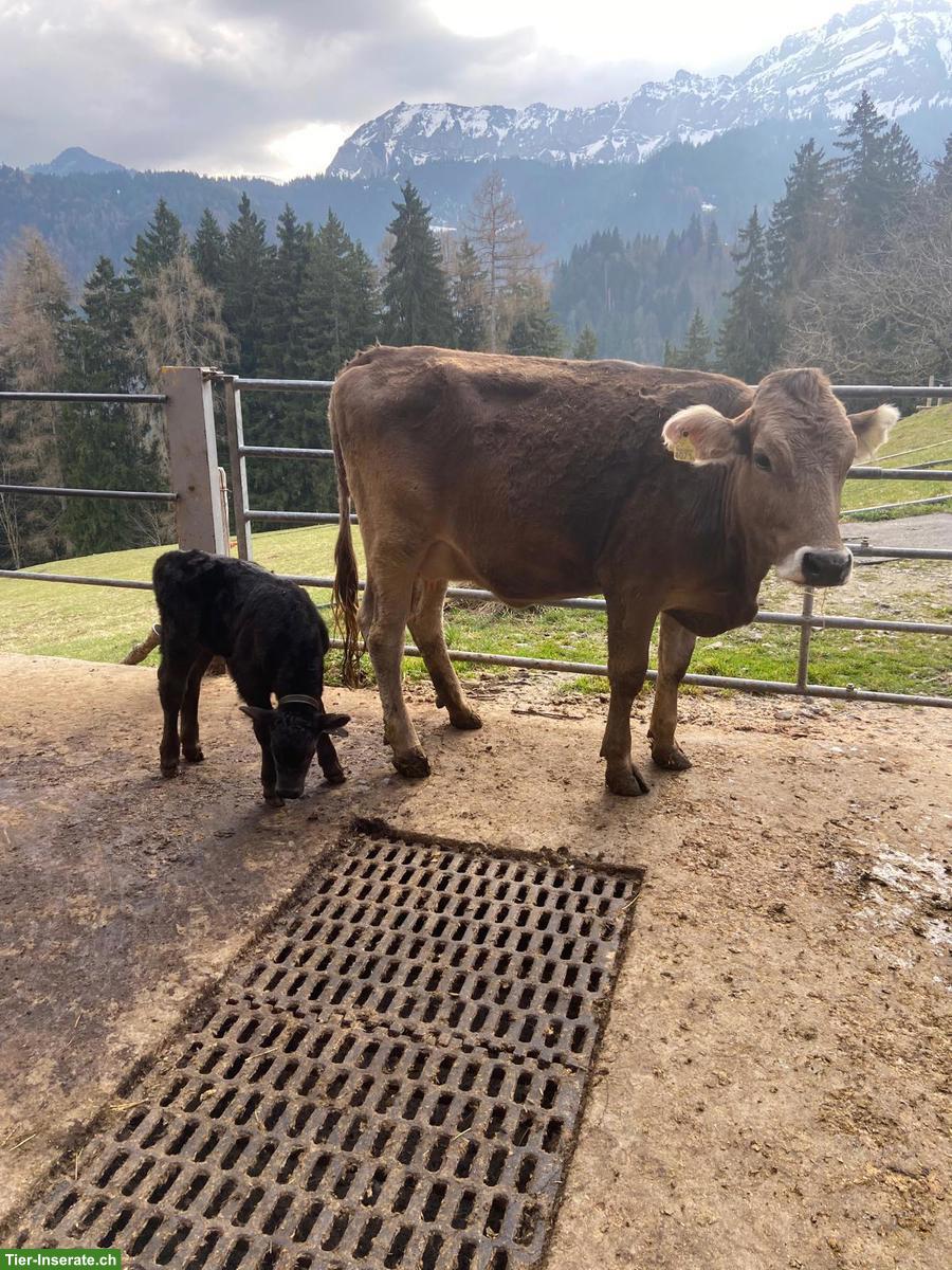 Original Braunvieh Mutterkuh mit Angus-Kalb