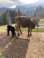 Original Braunvieh Mutterkuh mit Angus-Kalb