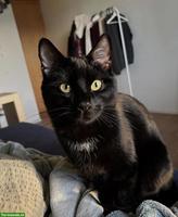 Schwarzer Kater sucht neues Zuhause, verschmust & verspielt
