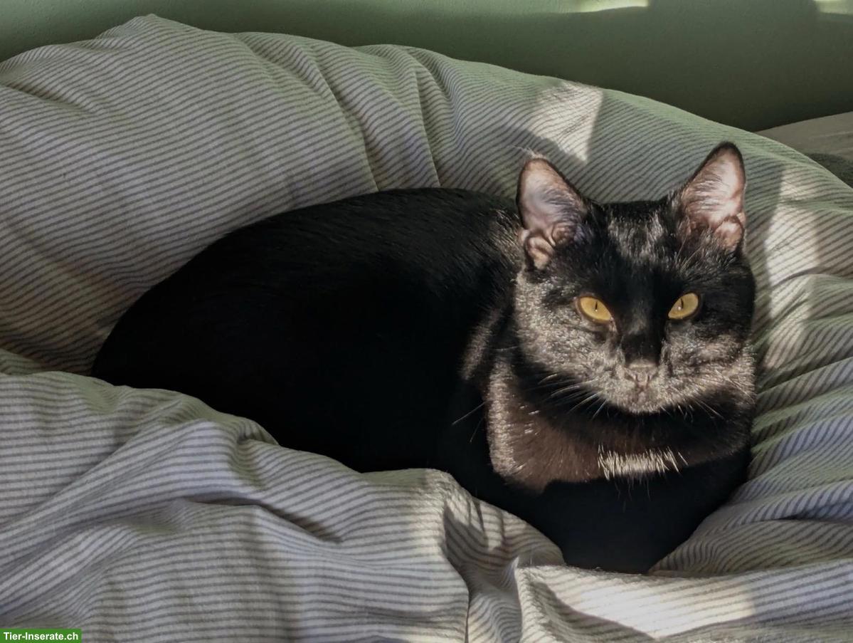 Bild 2: Schwarzer Kater sucht neues Zuhause, verschmust & verspielt