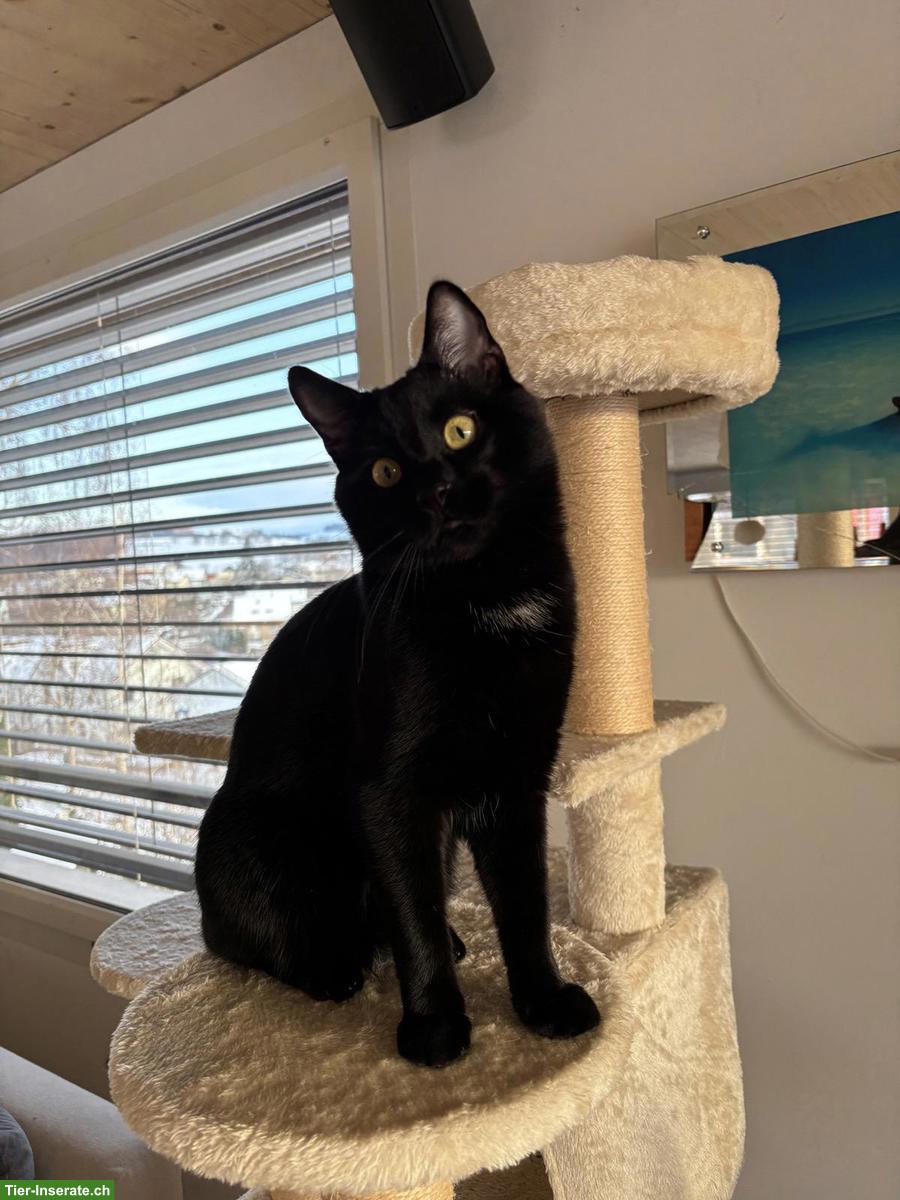 Bild 3: Schwarzer Kater sucht neues Zuhause, verschmust & verspielt