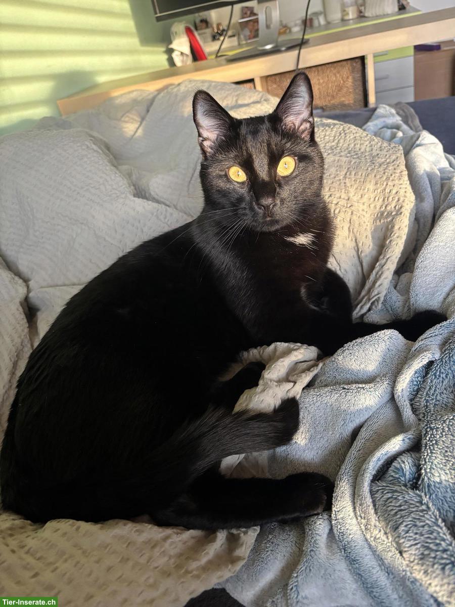 Bild 4: Schwarzer Kater sucht neues Zuhause, verschmust & verspielt