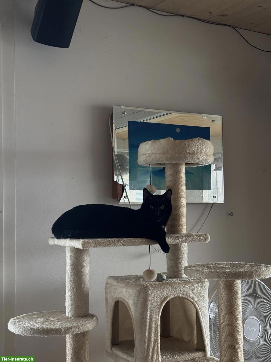 Bild 5: Schwarzer Kater sucht neues Zuhause, verschmust & verspielt