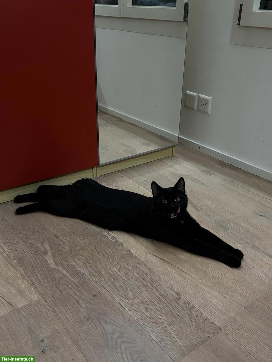 Bild 6: Schwarzer Kater sucht neues Zuhause, verschmust & verspielt