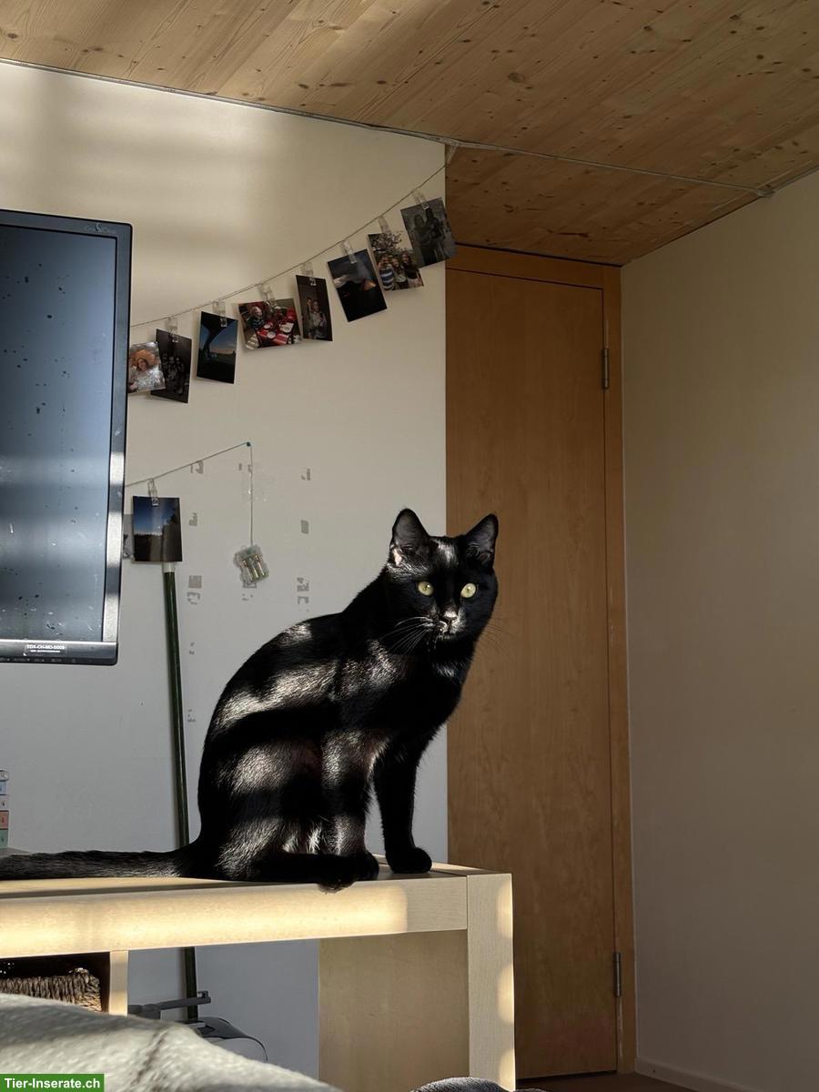 Bild 7: Schwarzer Kater sucht neues Zuhause, verschmust & verspielt