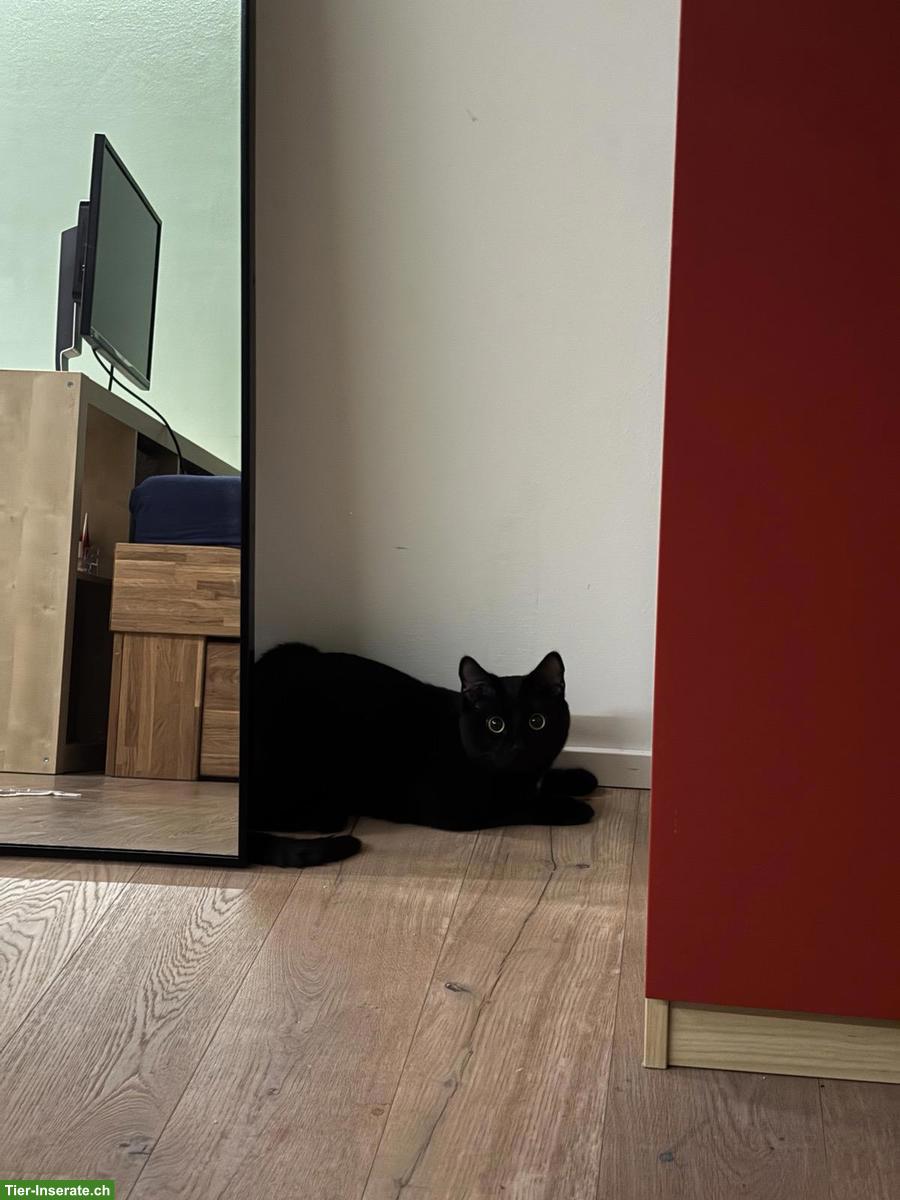 Bild 8: Schwarzer Kater sucht neues Zuhause, verschmust & verspielt