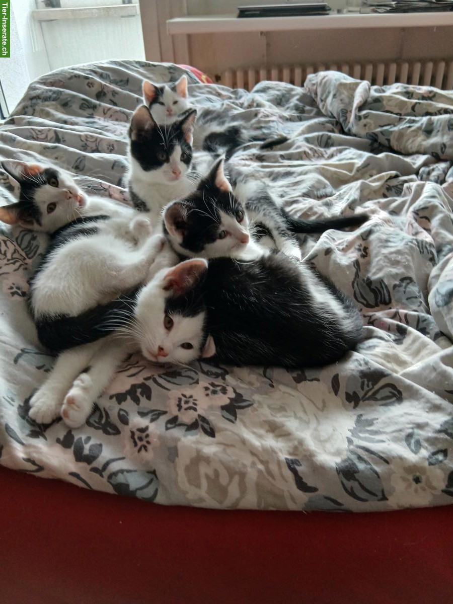 4 Kätzchen, weiss-schwarz, abzugeben