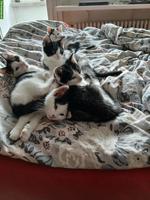 4 Kätzchen, weiss-schwarz, abzugeben