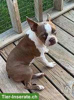 Deckrüde GESUCHT für Lilac Boston Terrier Hündin