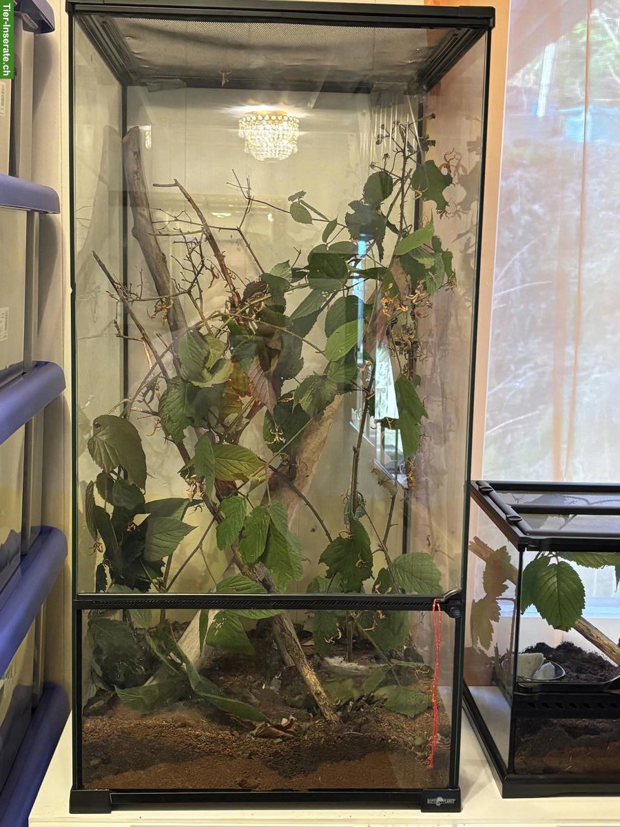 SUCHE Exo Terra Terrarium 45x45x90cm