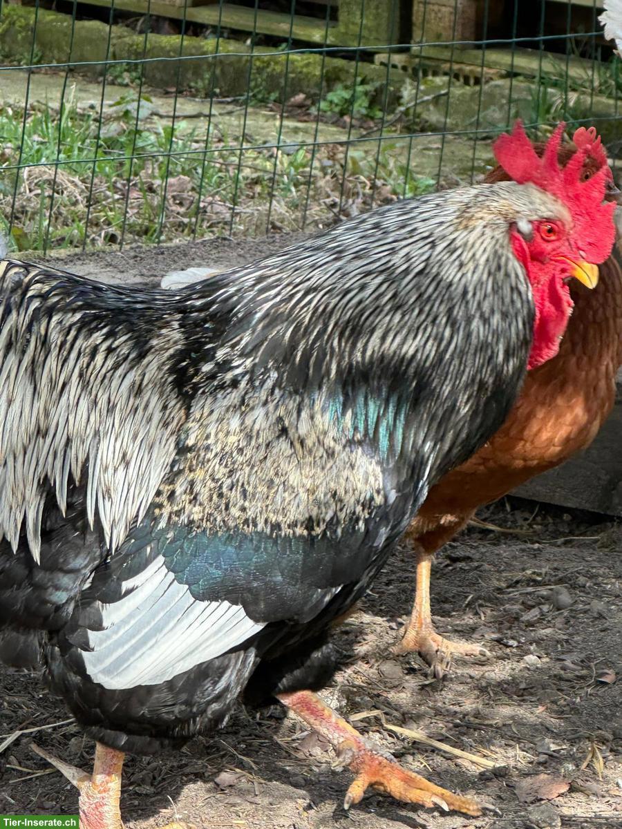 Barnevelder Hahn mit 6 Hennen zu verschenken