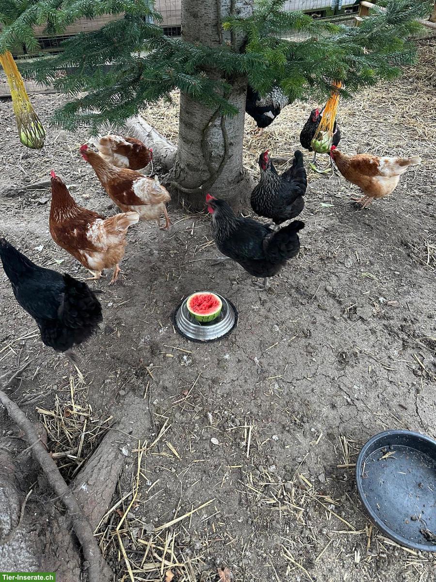 Bild 2: Barnevelder Hahn mit 6 Hennen zu verschenken