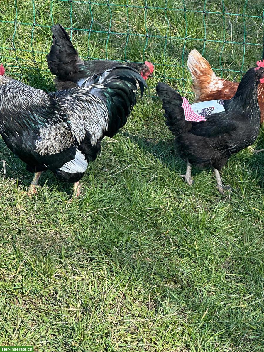 Bild 3: Barnevelder Hahn mit 6 Hennen zu verschenken