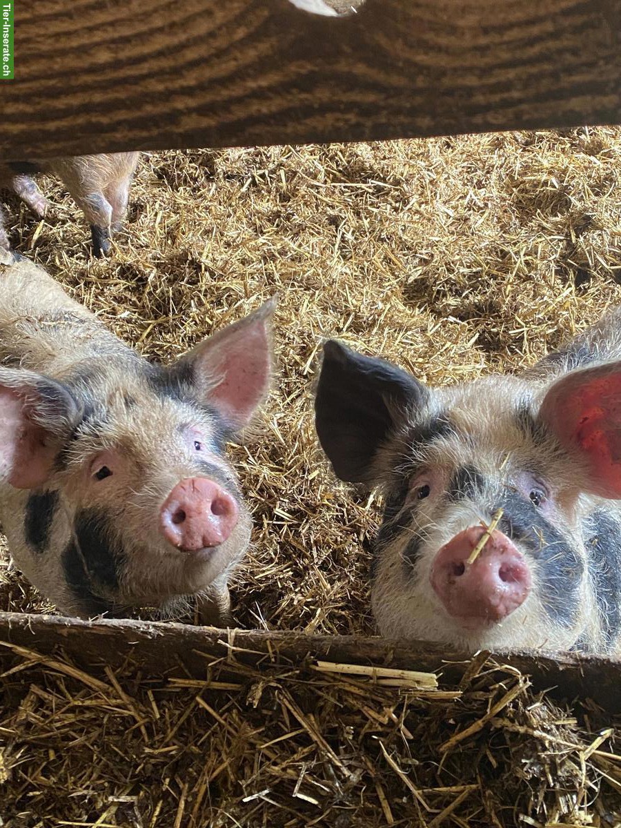 Turopolje Schweine zu verkaufen