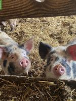 Turopolje Schweine zu verkaufen