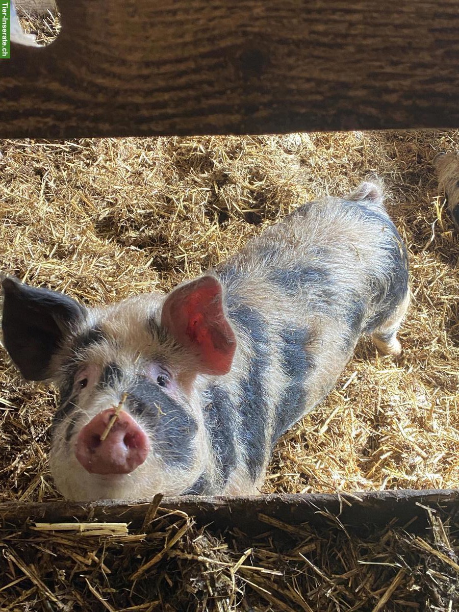 Bild 2: Turopolje Schweine zu verkaufen